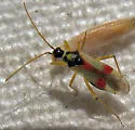 Tupiocoris californicus - photo 2