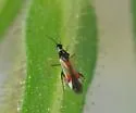 Tupiocoris californicus - photo 3