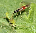 Tupiocoris californicus - photo 4