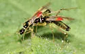Tupiocoris californicus - photo 5