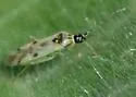 Tupiocoris notatus