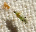 Tupiocoris notatus - photo 2