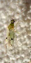 Tupiocoris notatus - photo 3