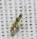 Tupiocoris notatus - photo 4