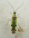 Tupiocoris notatus - photo 5
