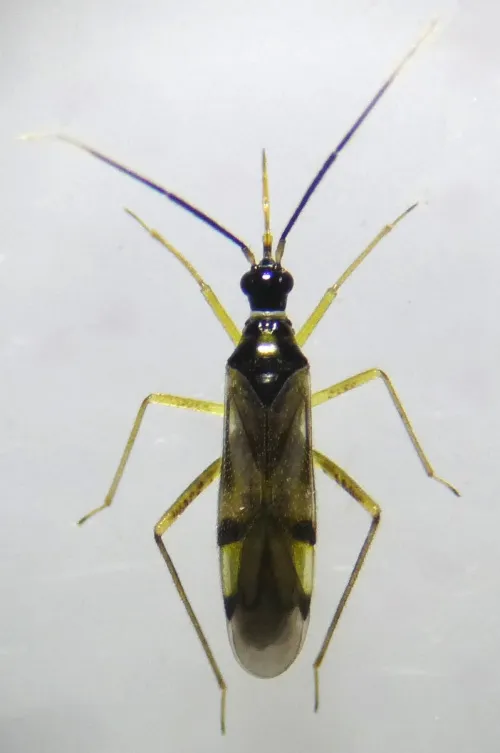 Tupiocoris rhododendri