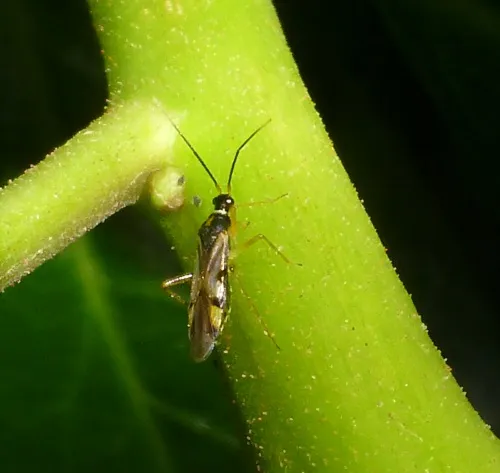 Tupiocoris rhododendri - photo 2
