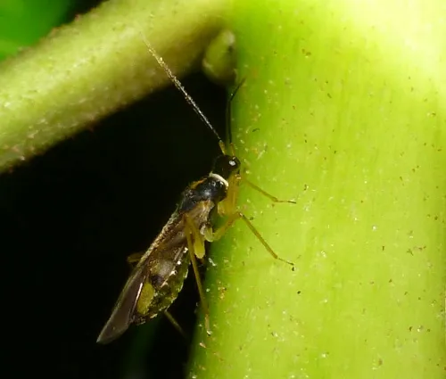 Tupiocoris rhododendri - photo 3