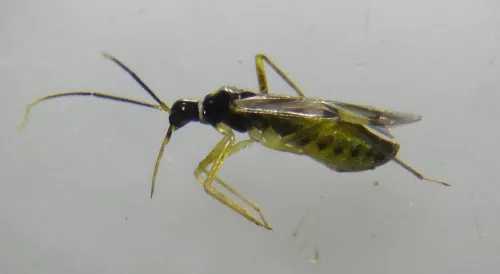 Tupiocoris rhododendri - photo 4