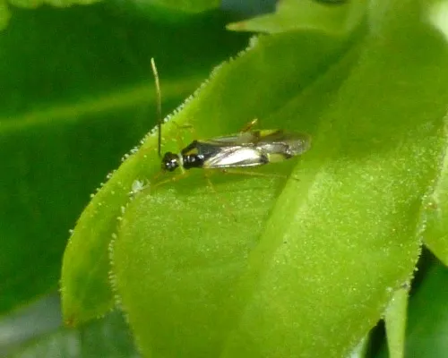 Tupiocoris rhododendri - photo 5