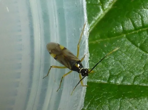 Tupiocoris rhododendri - photo 6