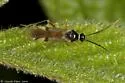 Tupiocoris rubi