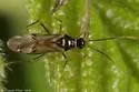 Tupiocoris rubi - photo 2