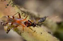 Tupiocoris rufescens