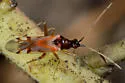 Tupiocoris rufescens - photo 2
