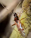 Tupiocoris rufescens - photo 3