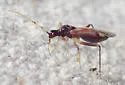 Tupiocoris rufescens - photo 4