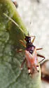 Tupiocoris rufescens - photo 5