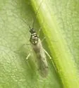 Tupiocoris similis