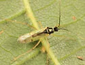 Tupiocoris similis - photo 2