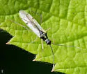 Tupiocoris similis - photo 3