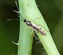 Tupiocoris similis - photo 4