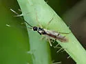 Tupiocoris similis - photo 5