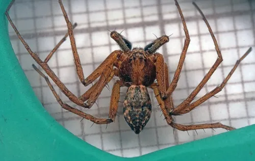 Turf Running-spider