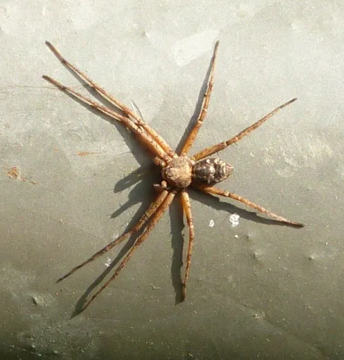 Turf Running-spider - photo 2