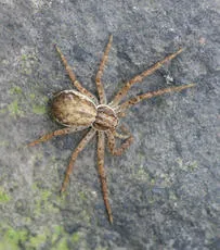 Turf Running-spider - photo 3