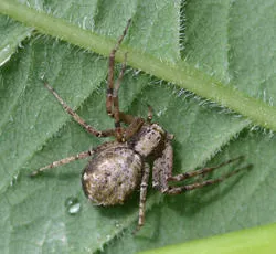 Turf Running-spider - photo 4