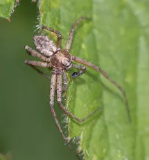 Turf Running-spider - photo 5