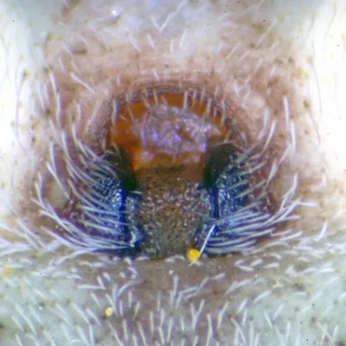 Turf Running-spider - photo 6