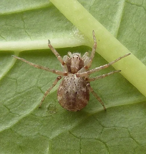 Turf Running-spider - photo 8