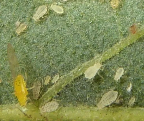 Turkey Oak Aphid