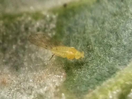 Turkey Oak Aphid - photo 2