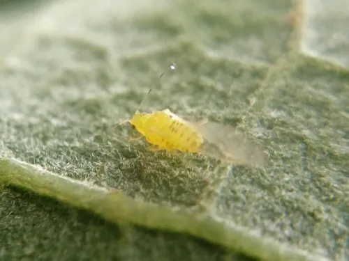 Turkey Oak Aphid - photo 3
