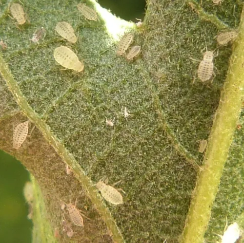 Turkey Oak Aphid - photo 4