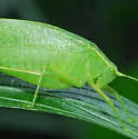 Narrow-Beaked Katydid - photo 2