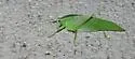 Narrow-Beaked Katydid - photo 3