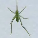 Narrow-Beaked Katydid - photo 4