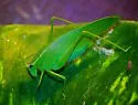 Narrow-Beaked Katydid - photo 5