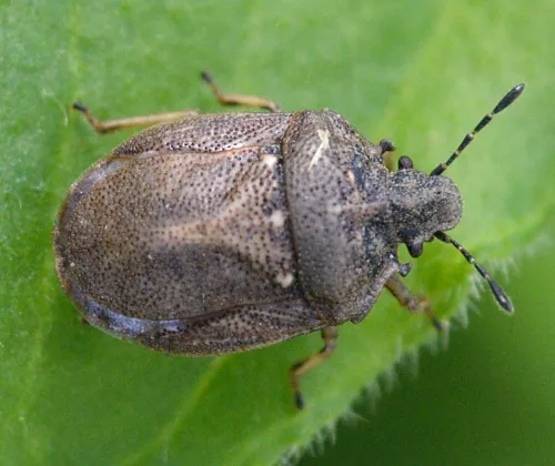 Turtle Shieldbug
