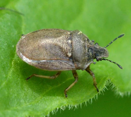 Turtle Shieldbug - photo 2