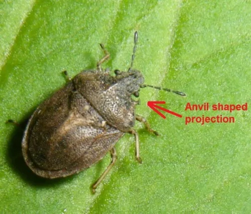 Turtle Shieldbug - photo 3