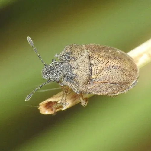 Turtle Shieldbug - photo 4