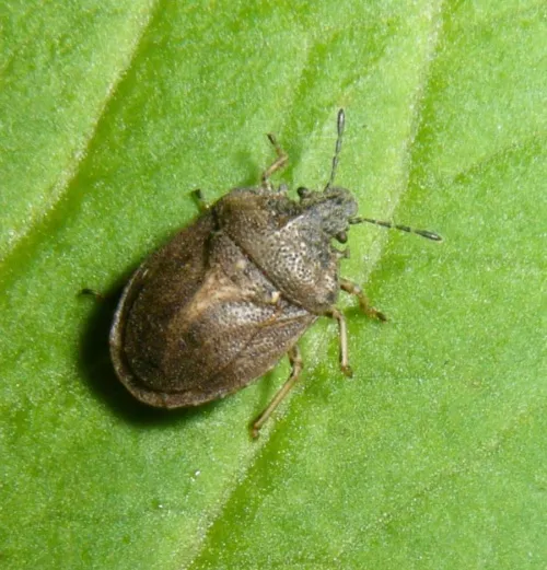 Turtle Shieldbug - photo 5