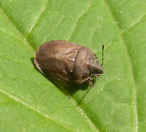 Turtle Shieldbug - photo 6