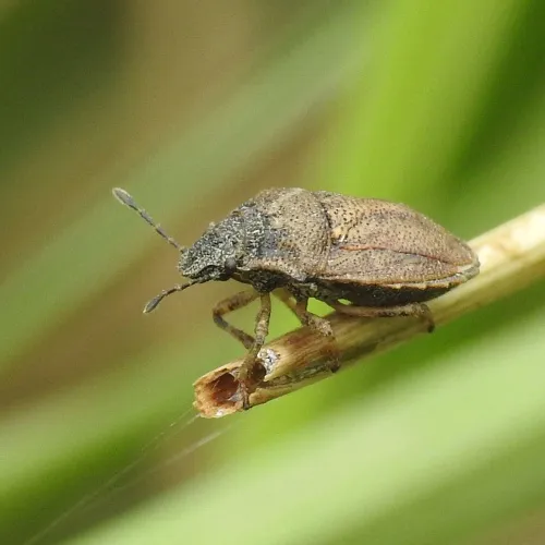 Turtle Shieldbug - photo 7