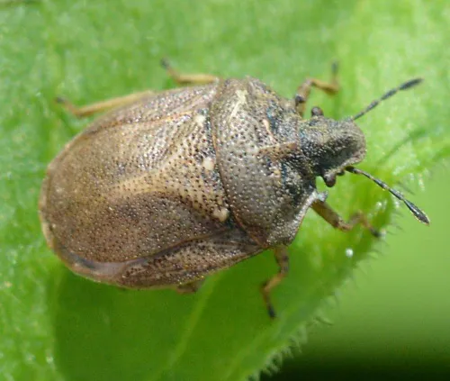 Turtle Shieldbug - photo 8